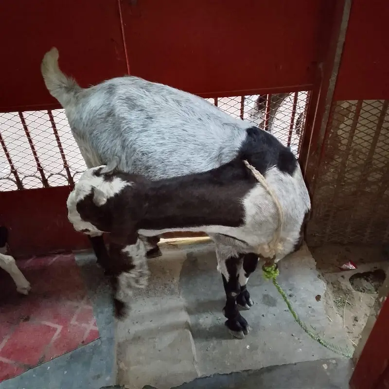 bakri for sale — photo 2