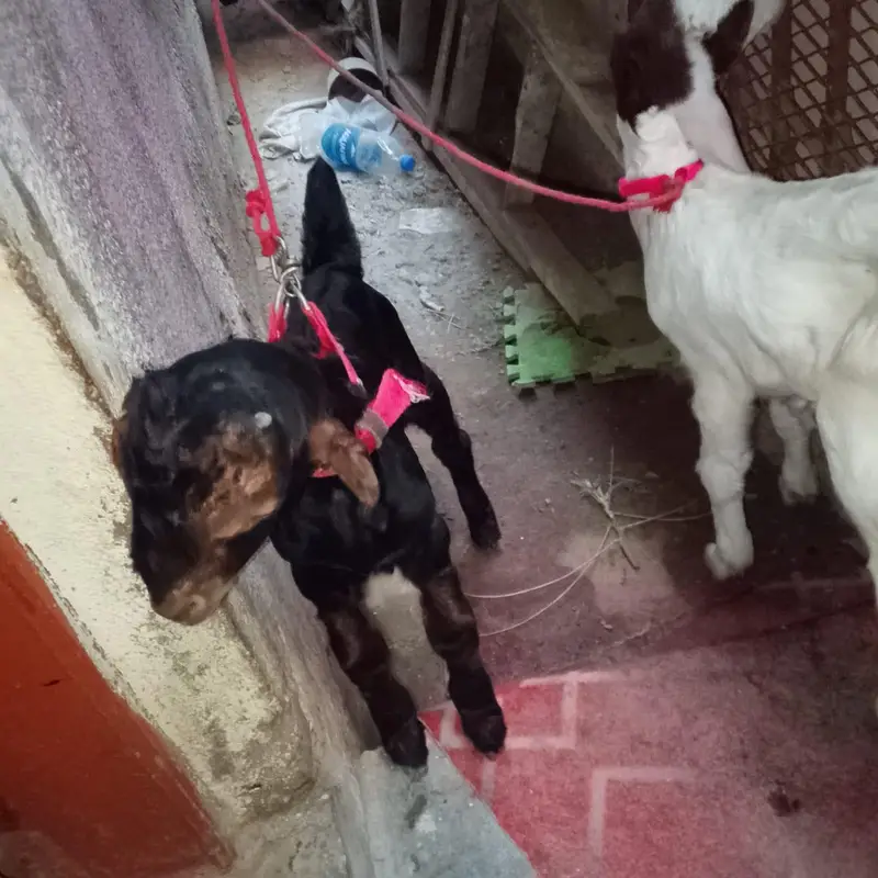 bakri for sale — photo 3