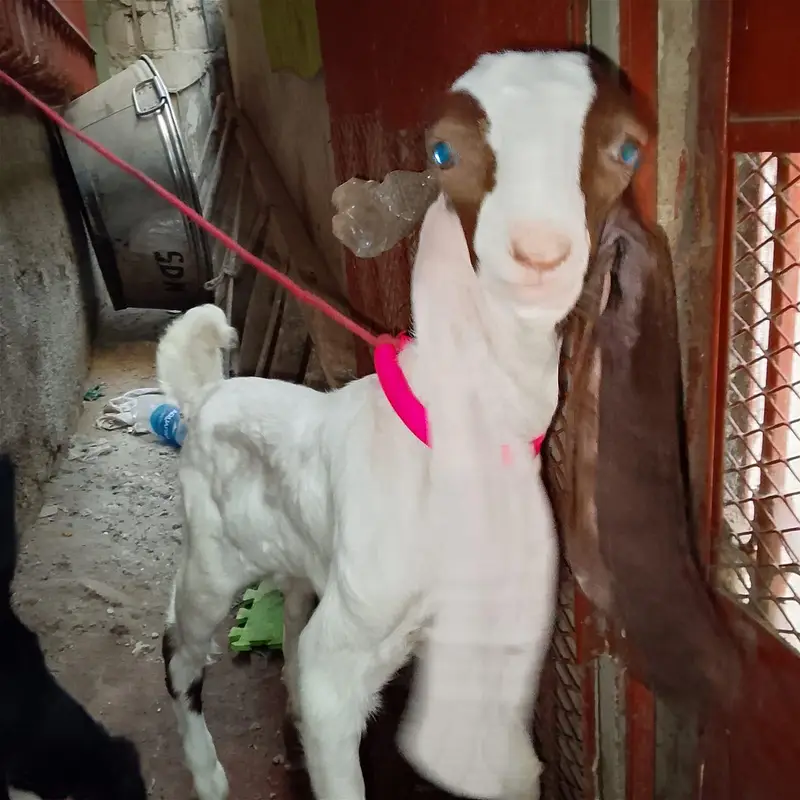 bakri for sale — photo 4