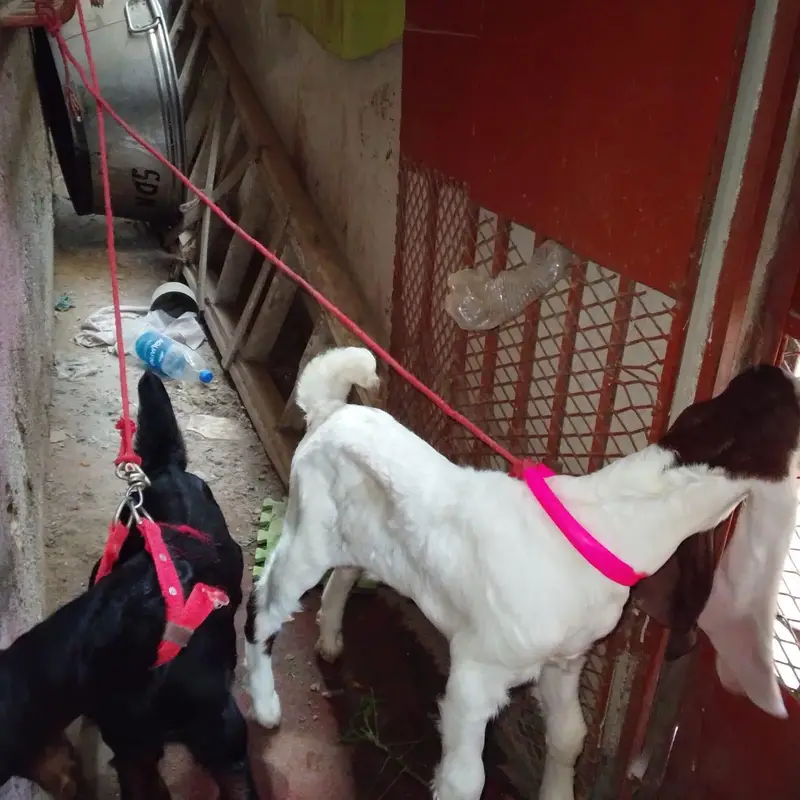 bakri for sale — photo 5