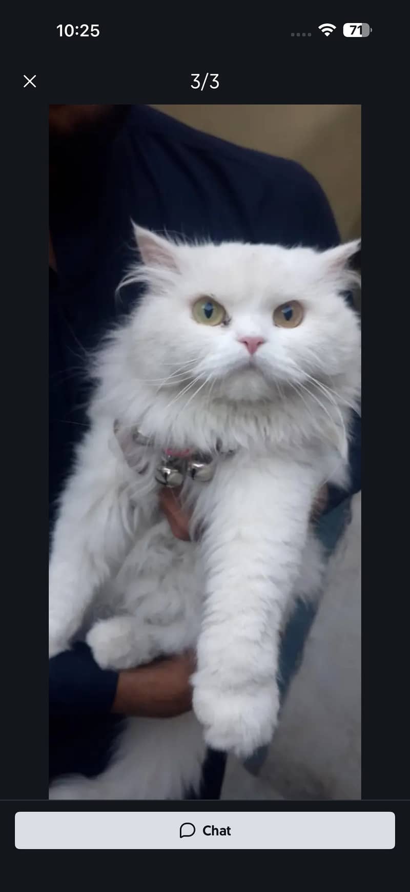 missing cat 1
