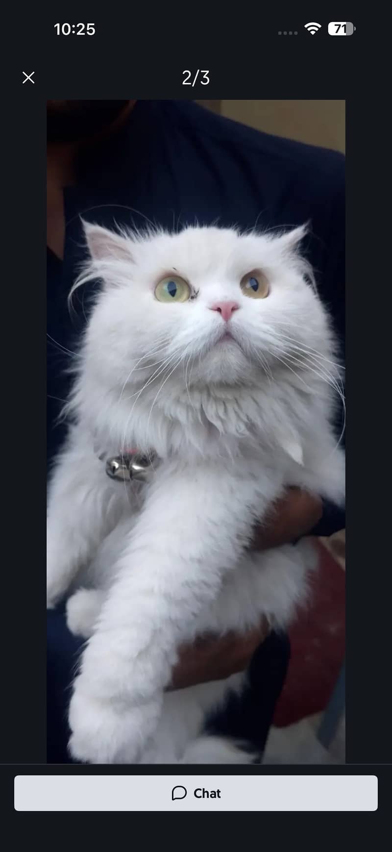 missing cat 2