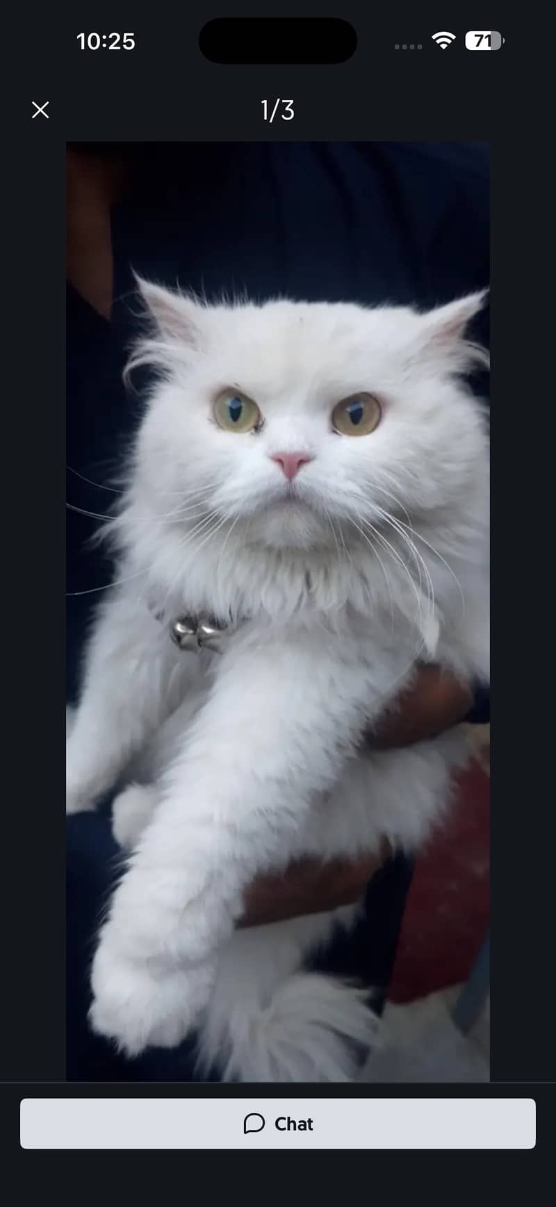missing cat 3