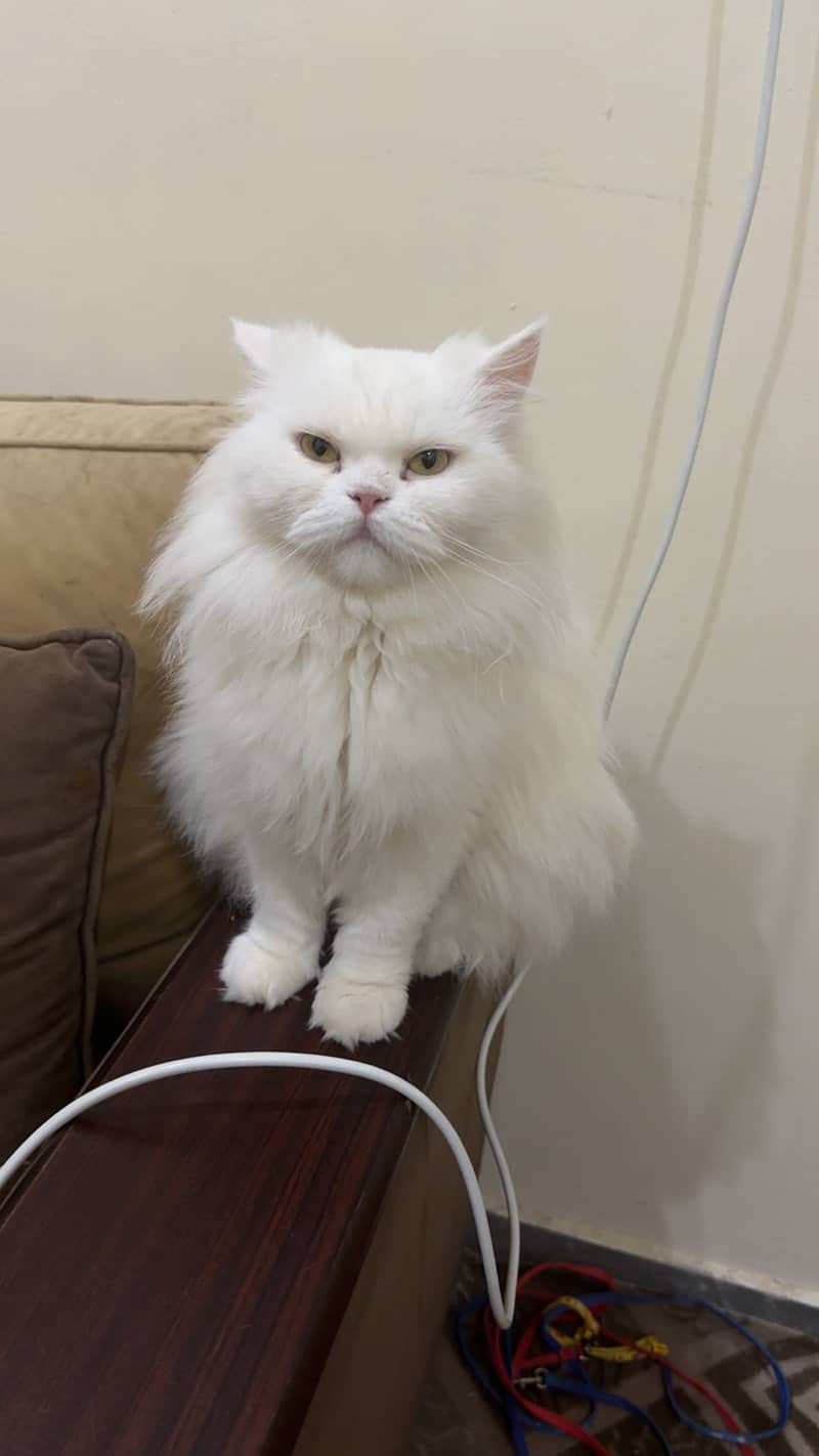 missing cat 4