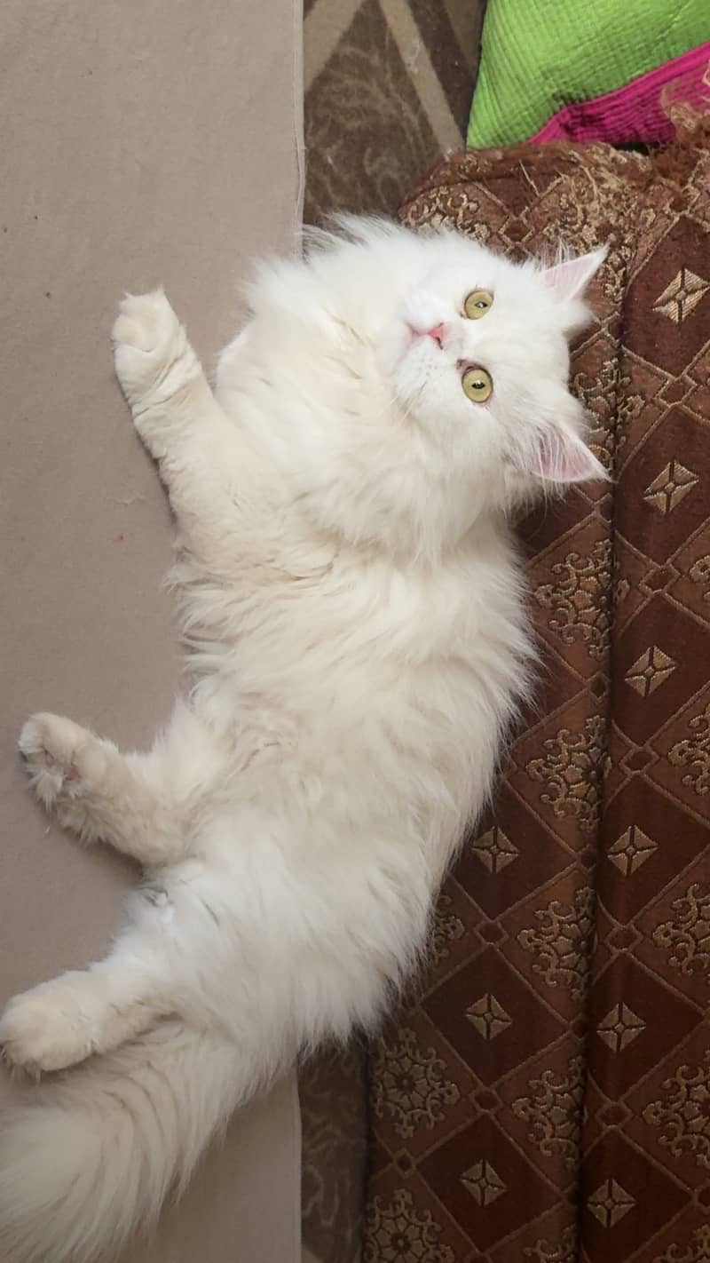 missing cat 5