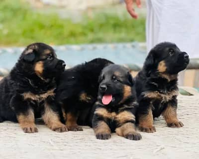germanshepherd long coat puppies 03215348541