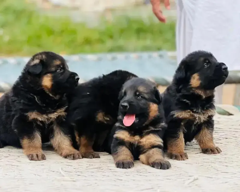 germanshepherd long coat puppies 03215348541