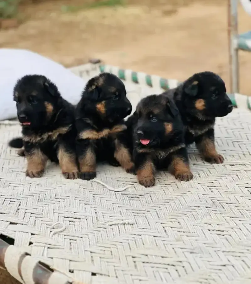 germanshepherd long coat puppies 03215348541 — photo 2