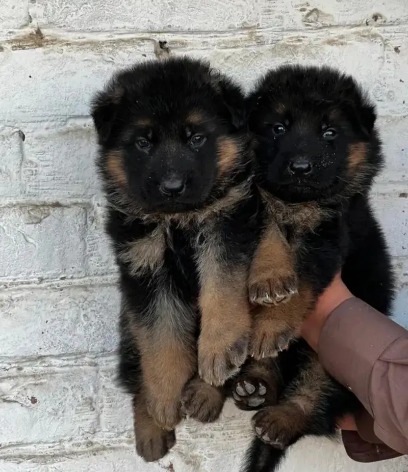 germanshepherd long coat puppies 03215348541 — photo 3