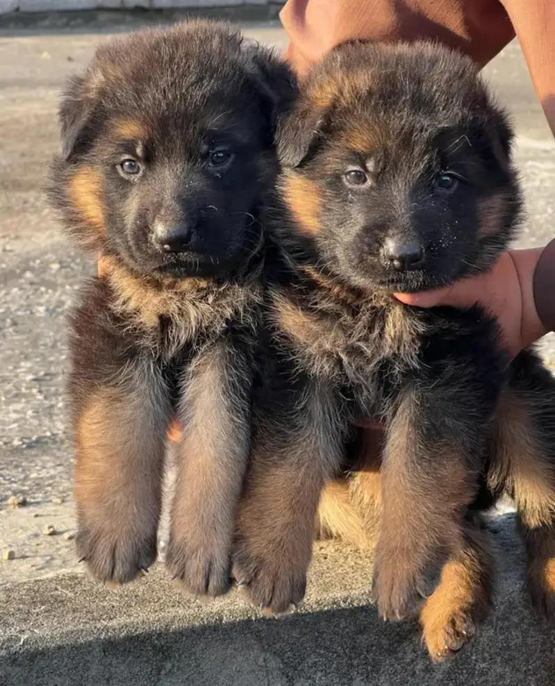 germanshepherd long coat puppies 03215348541 — photo 4
