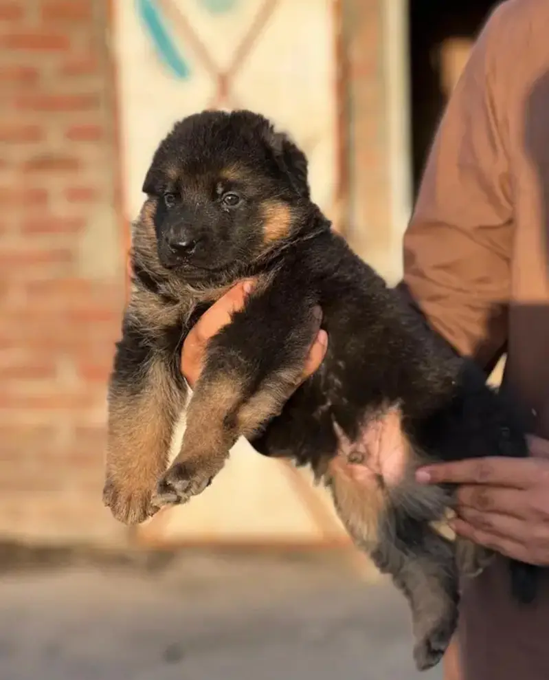 germanshepherd long coat puppies 03215348541 — photo 5