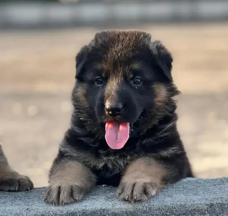 germanshepherd long coat puppies 03215348541 — photo 6