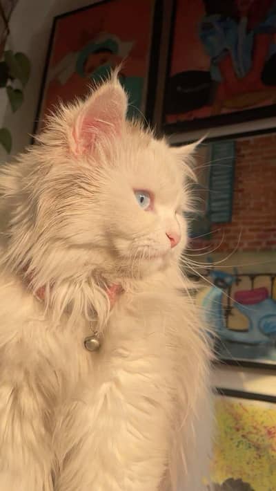 persian Cat
