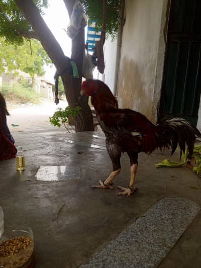 almost 2 feet hight. . red and black colour mixed. . . almost 3kg weight,