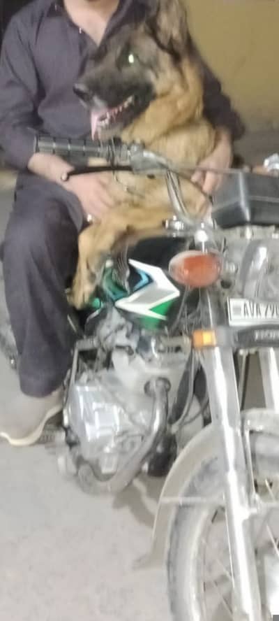 Dogs in good health good condition