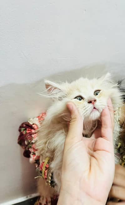 persian kitten for sale