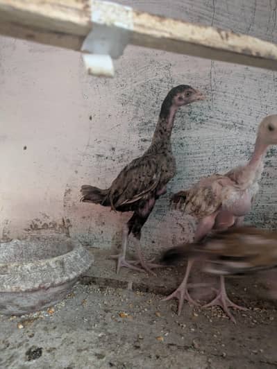 Aseel chicks