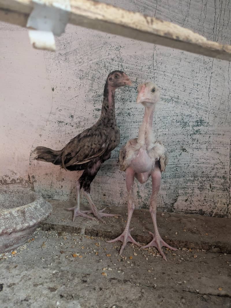 Aseel chicks 2