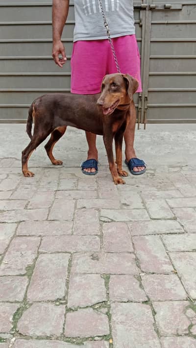Doberman female available