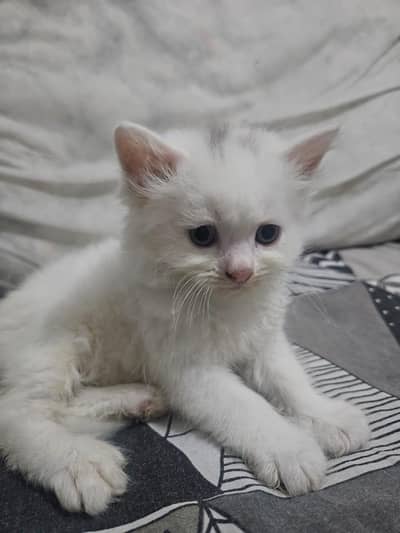kitten