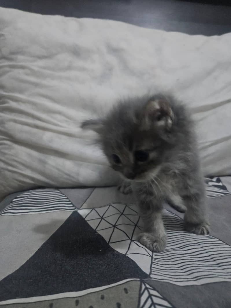 kitten 1
