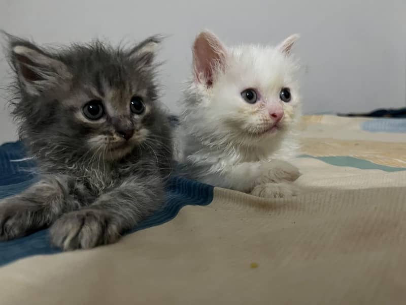 kitten 2
