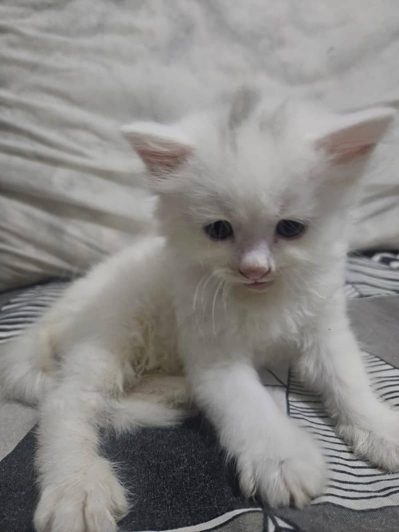 kitten 3