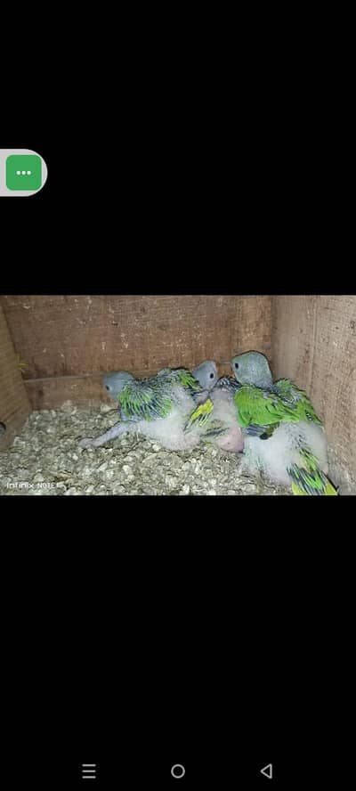JUMBO SIZE GREEN RINGNECK PARENTS FEED CHICKS