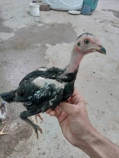 7 chicks 7000