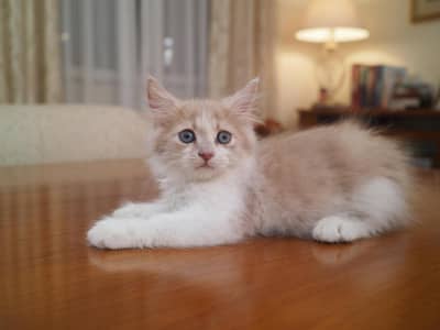 Persian two male cats double coated punch face with fluffy heavy fur.