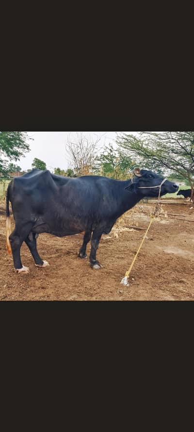 pure neeli Ravi buffalo