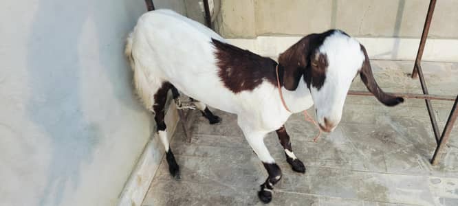 2 bakri 1 bacha Nar