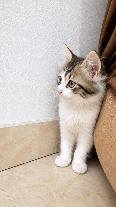 Beautiful grey hair kitten playful