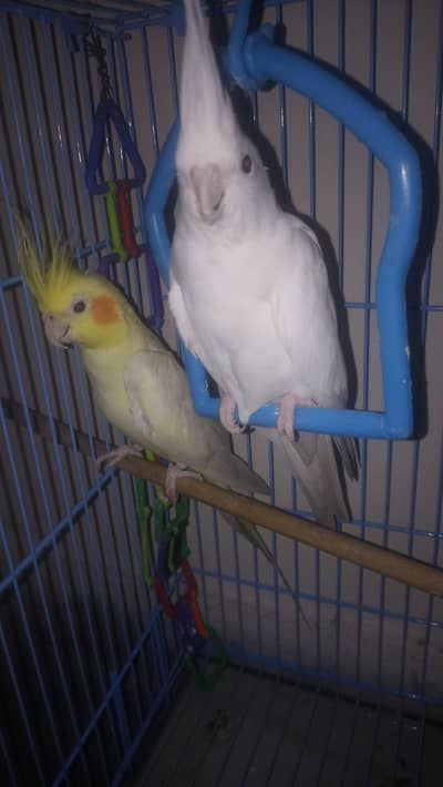 confirm breeder pair