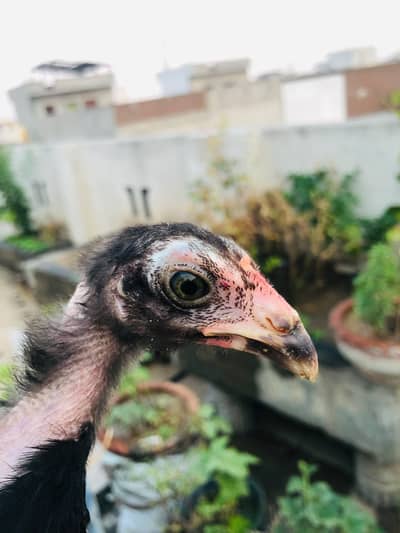 pure thai outclass breed