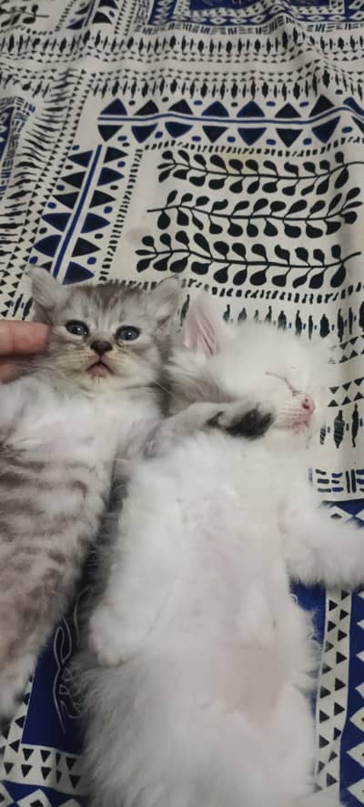 Persian kittens triple coated