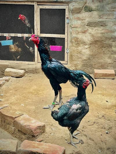 pakoya pair for sell