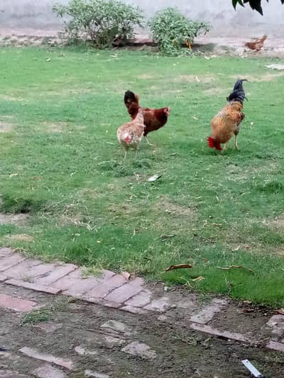 hen sale. 2 female and 1 male