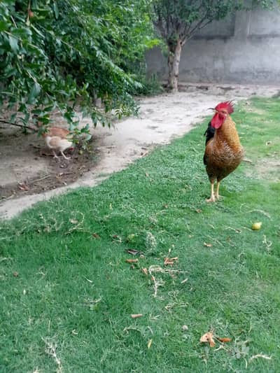 Uni Gold hen for sale. 2 female and 1 male
