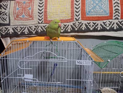 guddi and coco