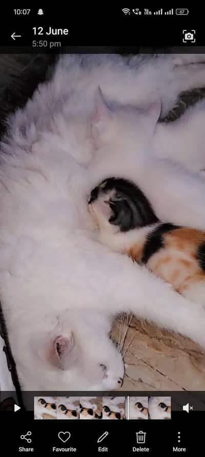 Persian kittens available