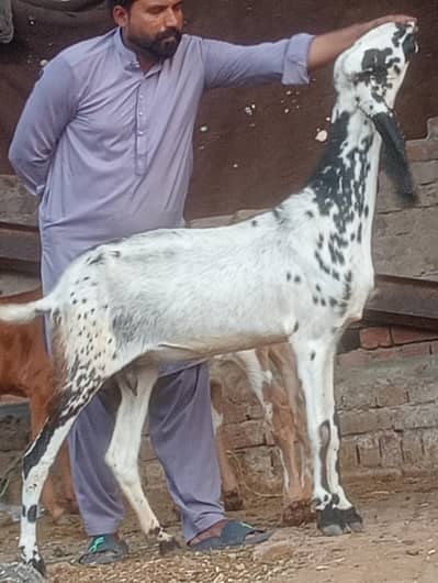 makhi chini confram gaban phat sale