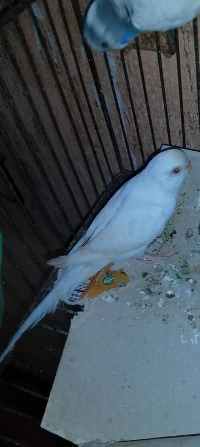 bajri parrot 3peace