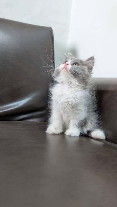 Masha Allah beautiful Kittens