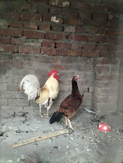 Miawali female desi male