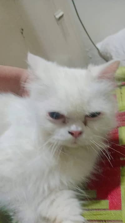 white color Persian cat