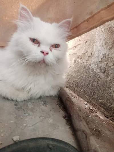 white color Persian cat