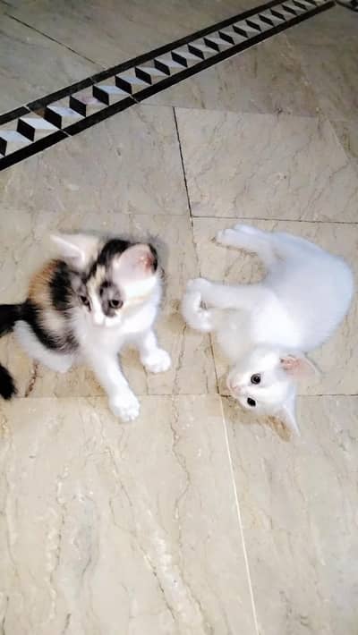 Persian kittens