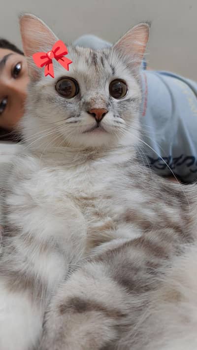semi  Persian cat for sale 03323430409