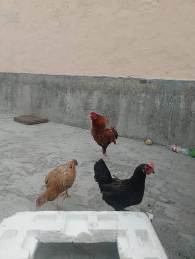 aseel pair and 1 Desi female egg laying